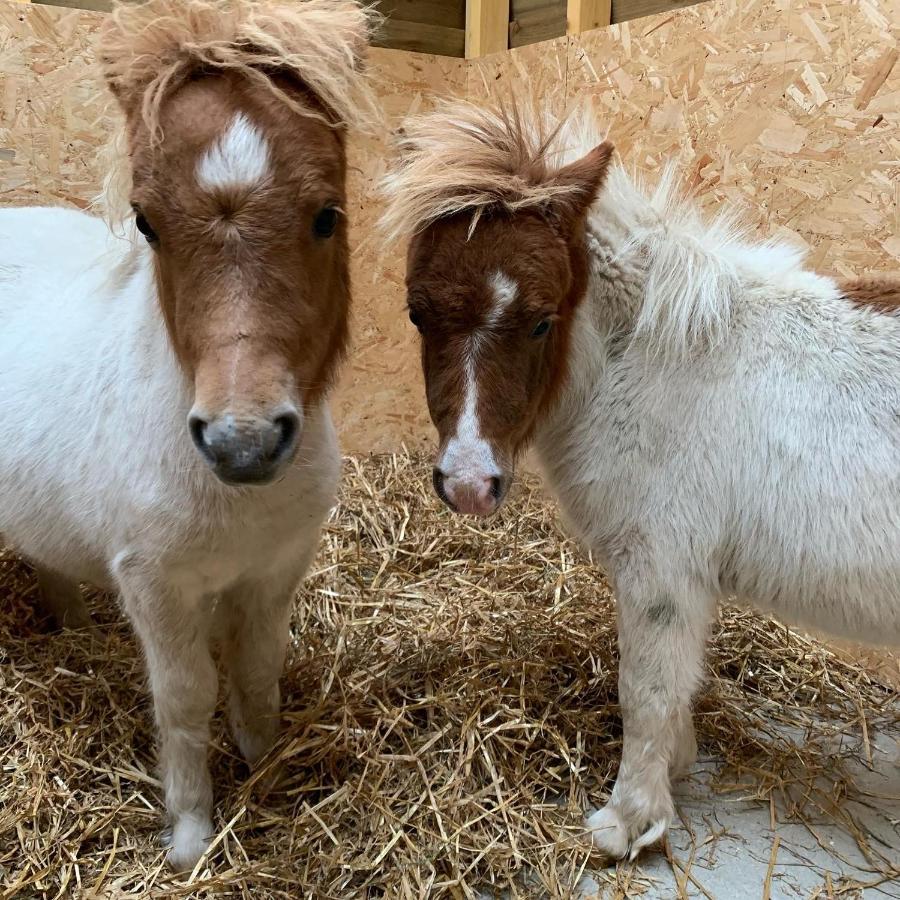 Delny Glamping And Farm Animals Hotel Invergordon Luaran gambar