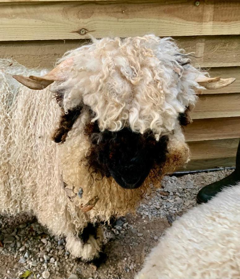 Delny Glamping And Farm Animals Hotel Invergordon Luaran gambar