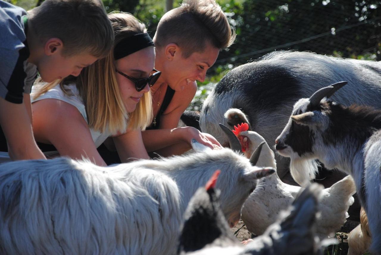 Delny Glamping And Farm Animals Hotel Invergordon Luaran gambar