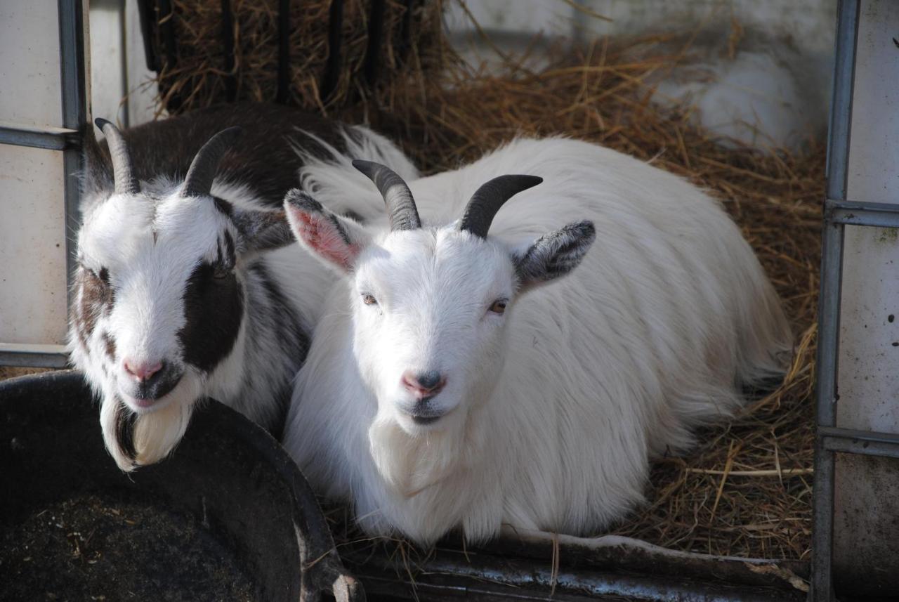 Delny Glamping And Farm Animals Hotel Invergordon Luaran gambar