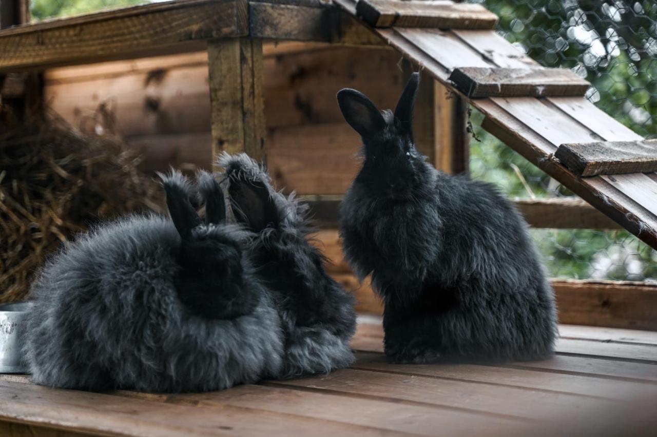 Delny Glamping And Farm Animals Hotel Invergordon Luaran gambar